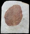 Fossil Leaf (Beringiaphyllum) - Montana #44668-1